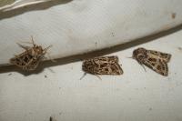 Leucochlaena oditis