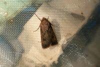 Agrotis segetum
