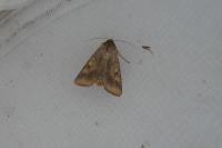 Helicoverpa armigera