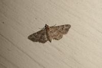 Gymnoscelis rufifasciata