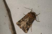 Luperina dumerilii