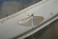Palpita vitrealis