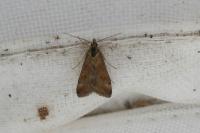 Pyrausta despicata