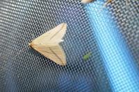 Rhodometra sacraria