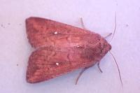 Mythimna albipuncta