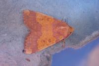 Tiliacea aurago