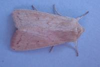 Mythimna vitellina