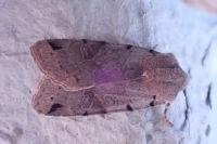 Anchoscelis litura