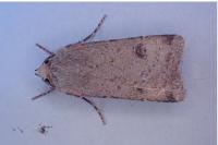 Agrotis trux