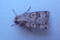 Agrotis trux