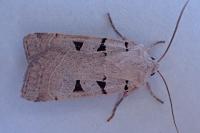 Eugnorisma glareosa