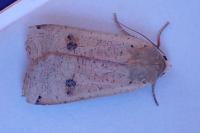 Noctua pronuba