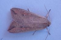 Mythimna unipuncta
