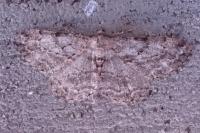Peribatodes rhomboidaria rhomboidaria