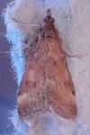 Pyrausta despicata