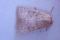 Hoplodrina ambigua