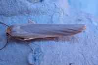 Manulea complana