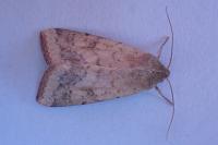 Helicoverpa armigera