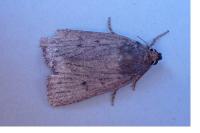 Amphipyra tragopoginis
