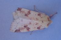 Cirrhia icteritia