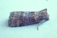 Cymatophorina diluta
