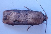 Agrotis ipsilon