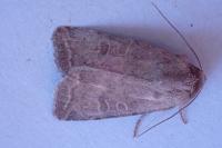 Hoplodrina ambigua/blanda