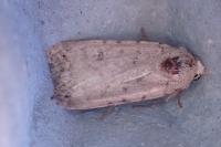 Caradrina clavipalpis