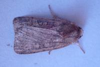 Xestia xanthographa