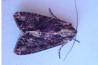 Apamea monoglypha monoglypha