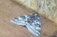 Catocala fraxini