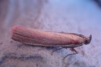 Oncocera semirubella