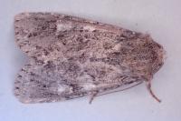 Apamea furva