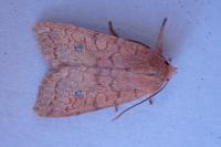 Sunira circellaris