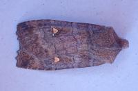 Eupsilia transversa