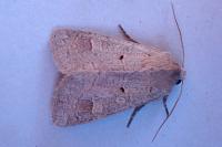 Ammoconia caecimacula
