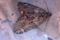 Chloroclysta siterata