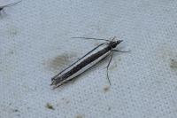 Angustalius malacellus