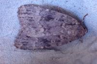 Amphipyra pyramidea