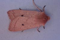 Leptologia macilenta