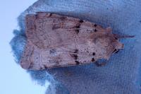 Eugnorisma depuncta