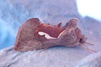 Macdunnoughia confusa
