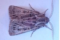 Tholera decimalis