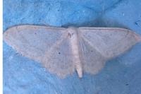Idaea straminata