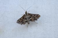 Diasemia reticularis