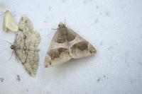 Dysgonia algira