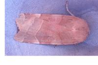 Noctua tirrenica