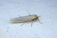 Eilema caniola