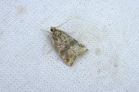 Hellula undalis