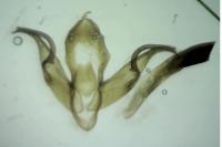 Noctua tirrenica